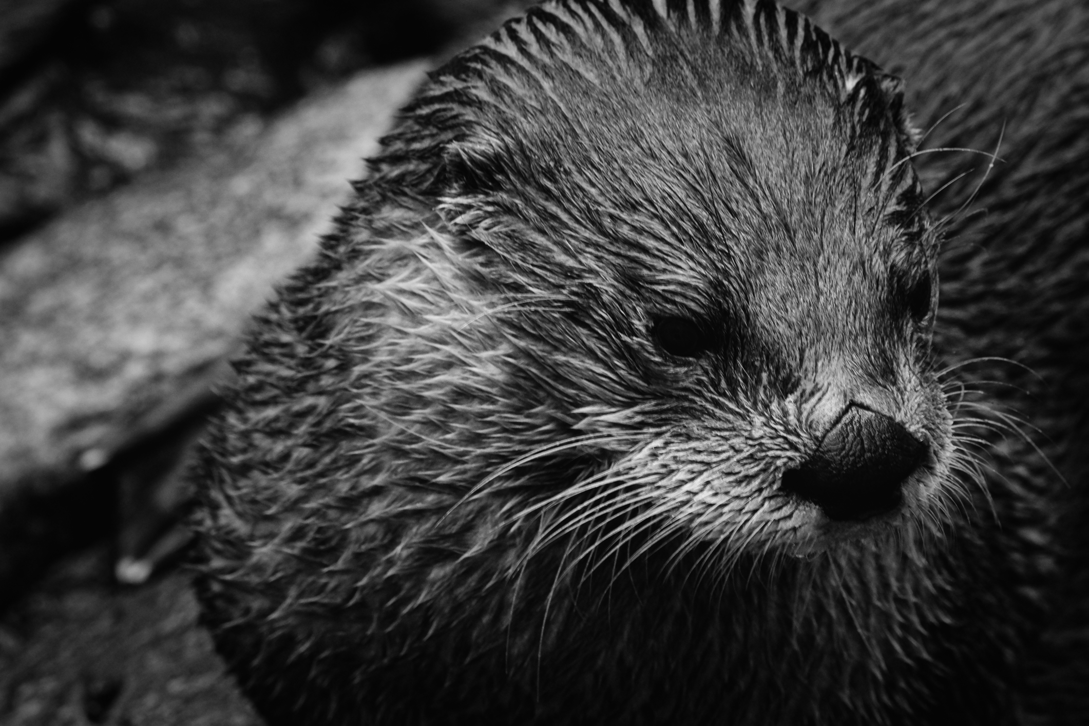 Black and white otter