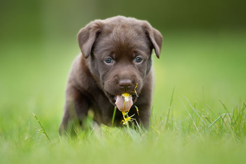 Little puppy sourcing dandelions