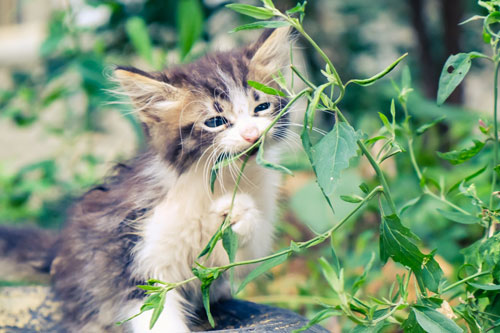 Little kitten eating fresh catnip