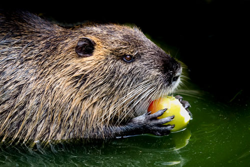 Beaver eating an apple