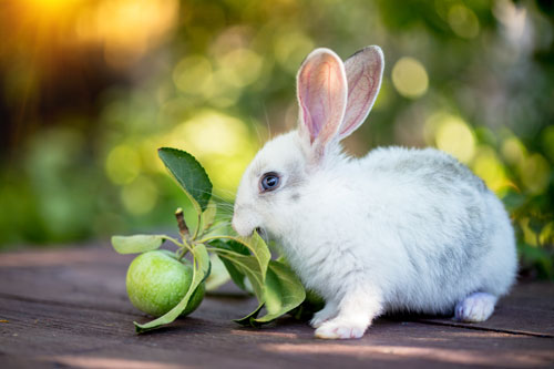 Rabbit eating leaves