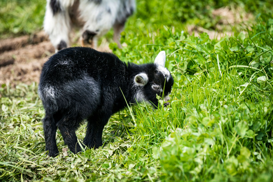 Goat eating grass for chlorophyll and nutrients