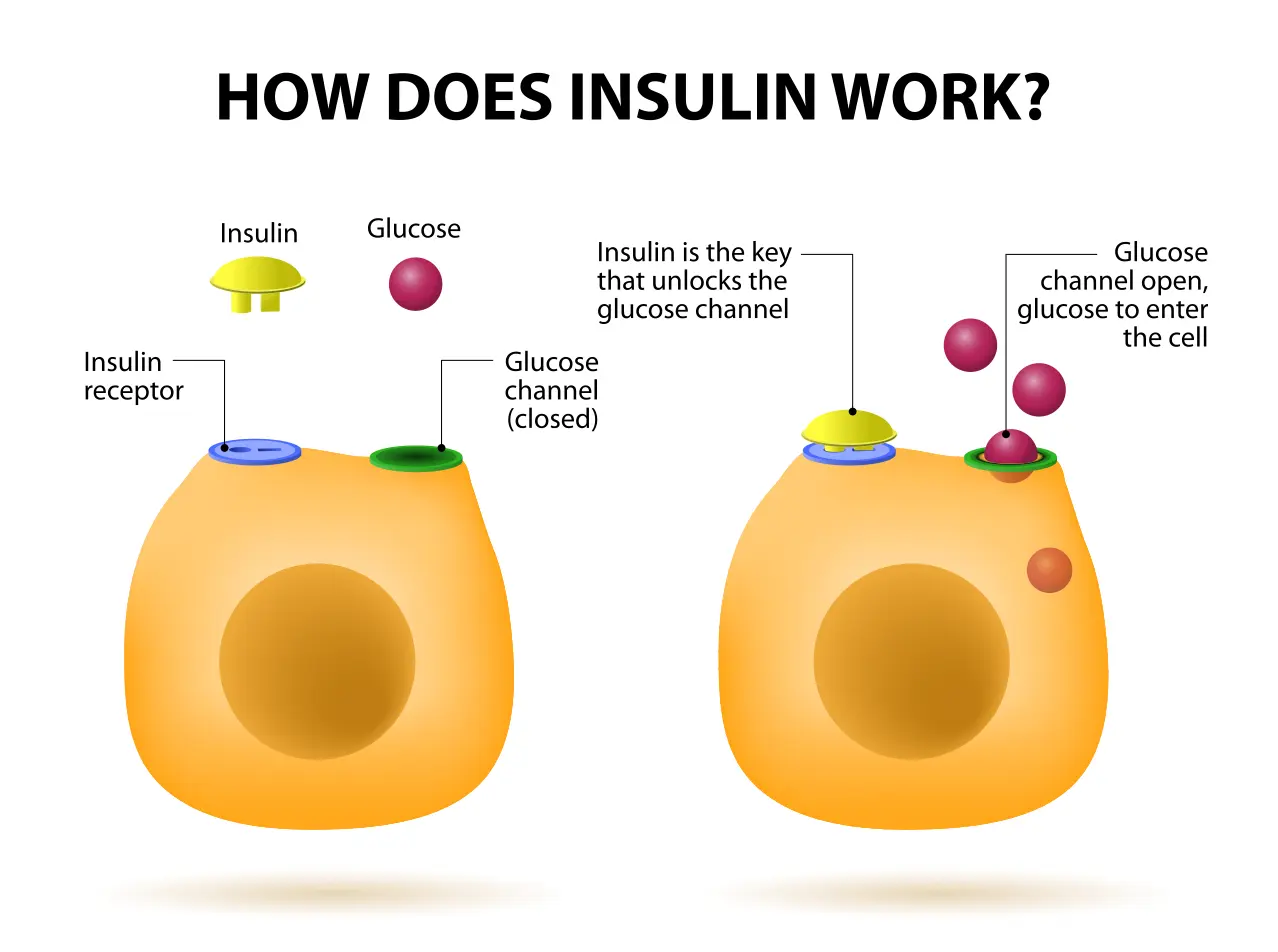 insulin2