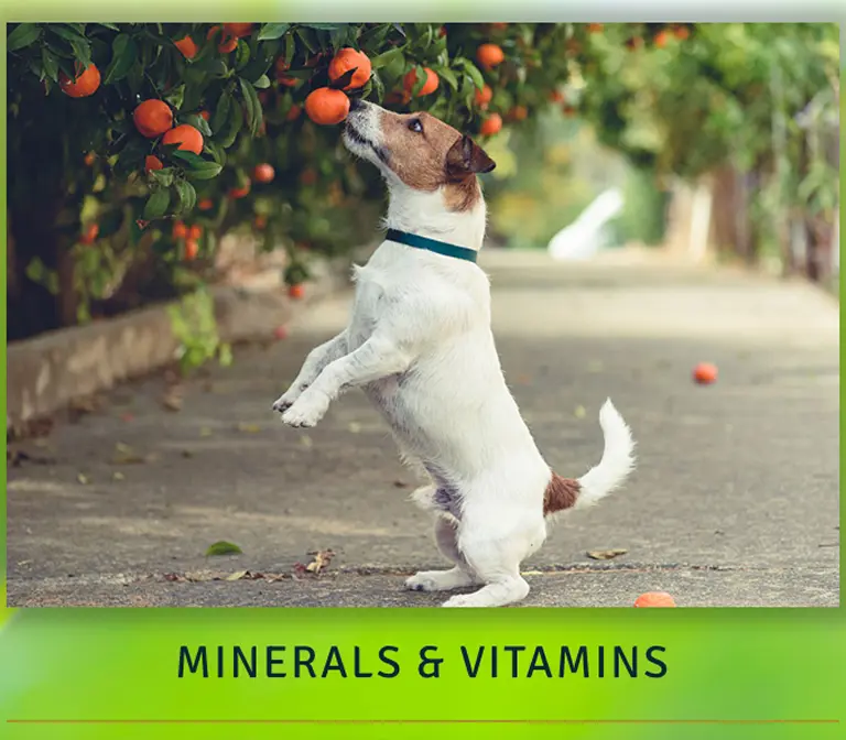 minerals