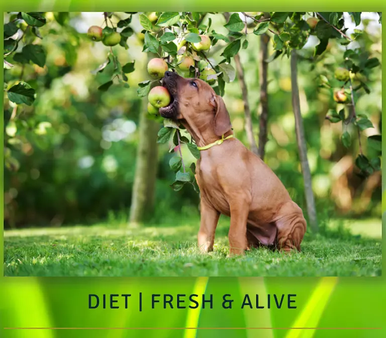 diet fresh