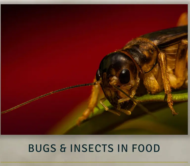 bugs &insect