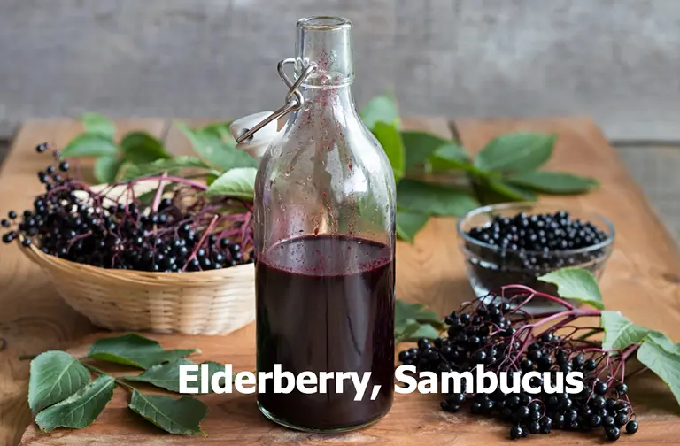 eiderberry