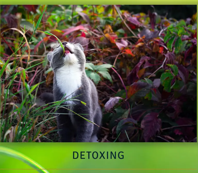detoxing