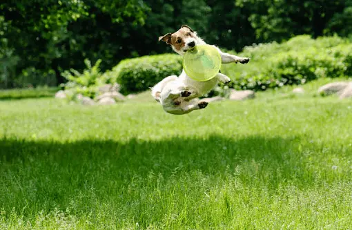Ball-Frisbee-Throwing