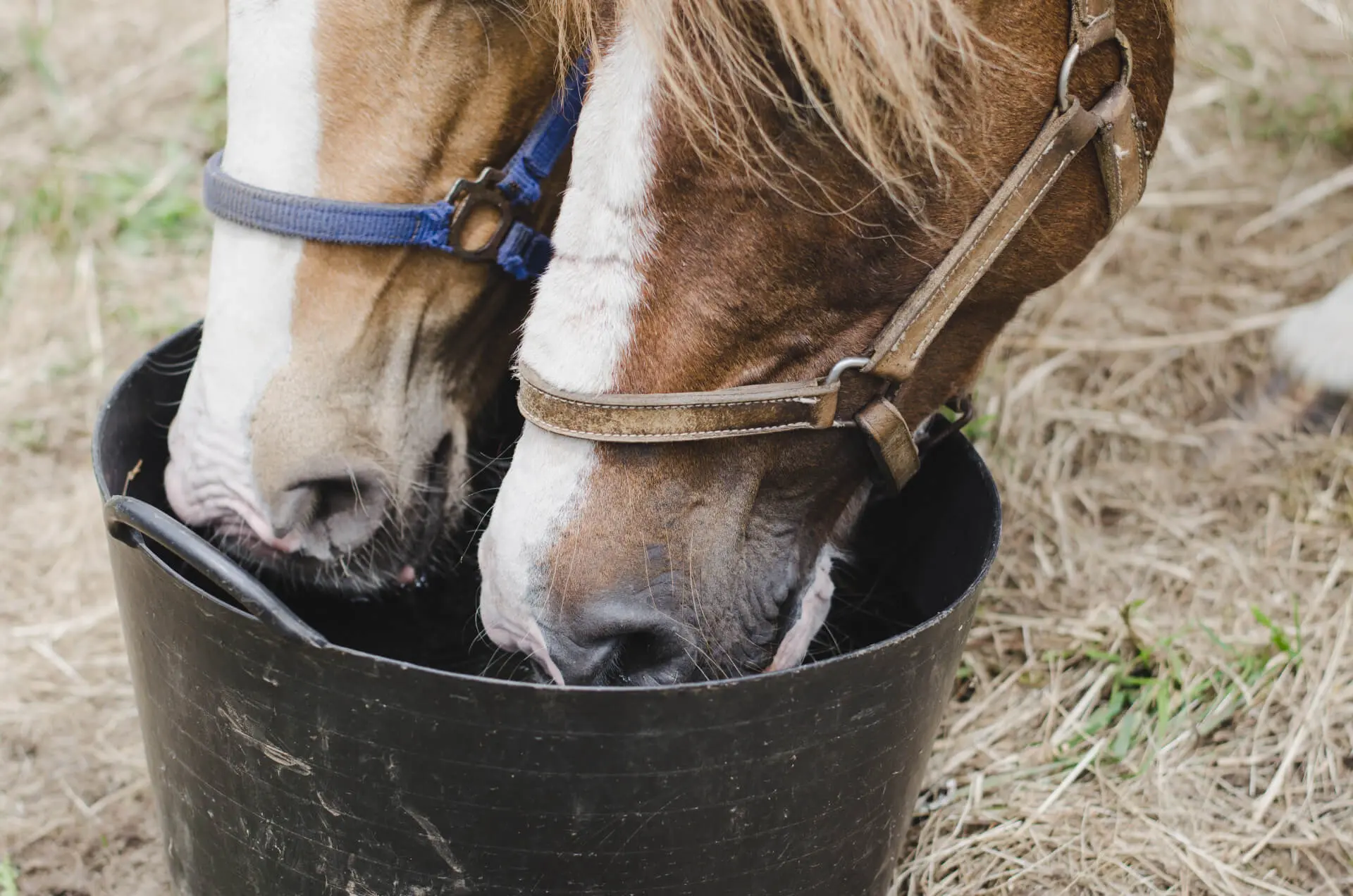 Feeding-Bowls