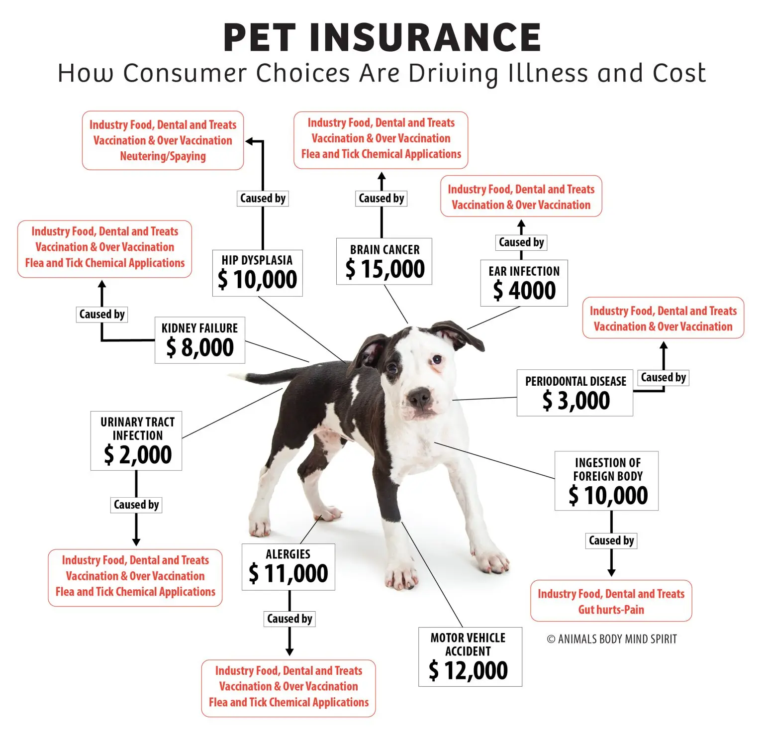 PET-INSURANCE_06