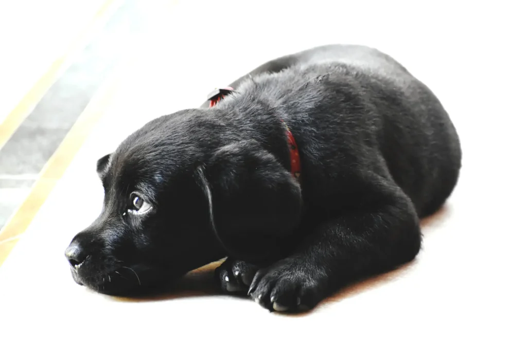 Puppy-Vaccine-Damage