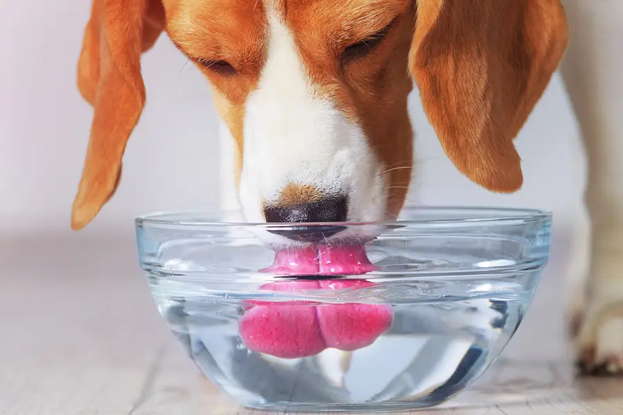 Bowls | Ceramic or Glass
