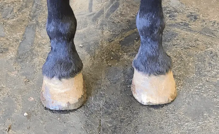 hooves-intension-plain