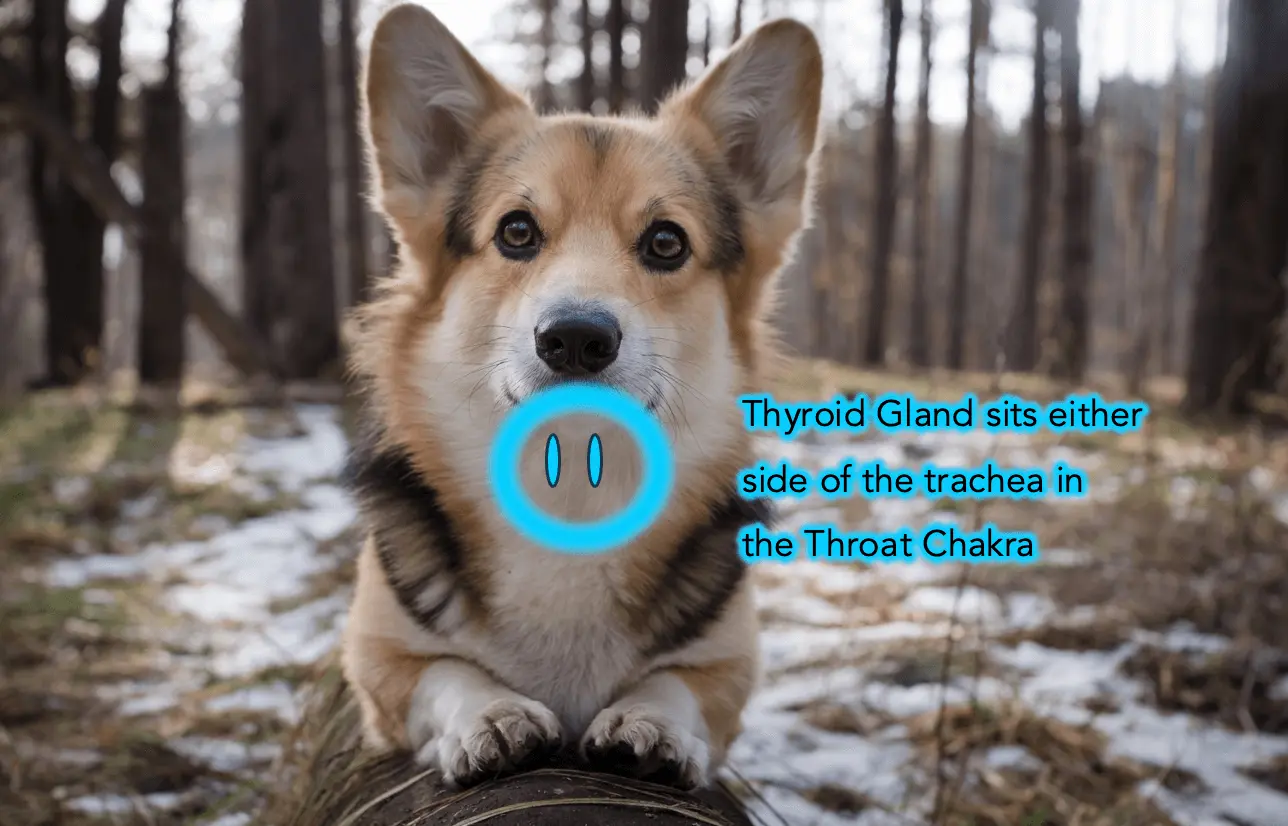 thyroid-imbalance-footer