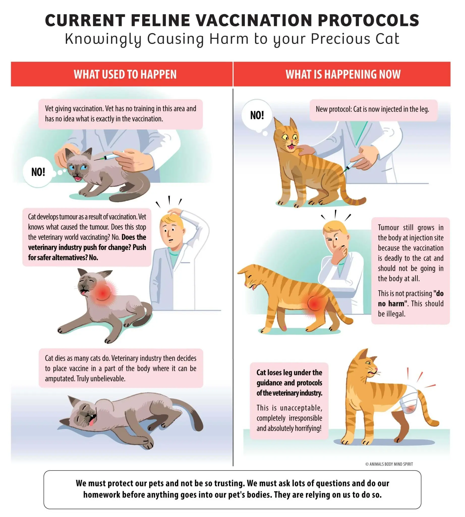 CAT-VACCINATION