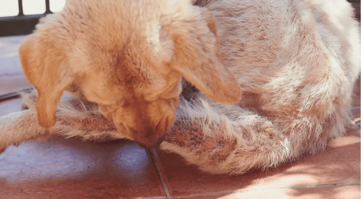 Chronic-Ears-and-Skin-Symptoms