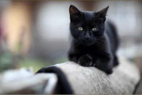 cat21