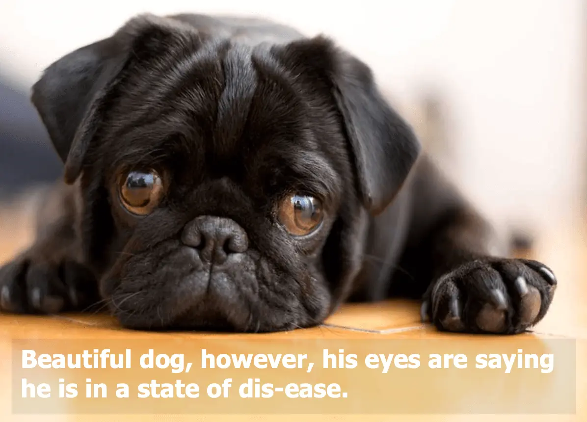 eyedog