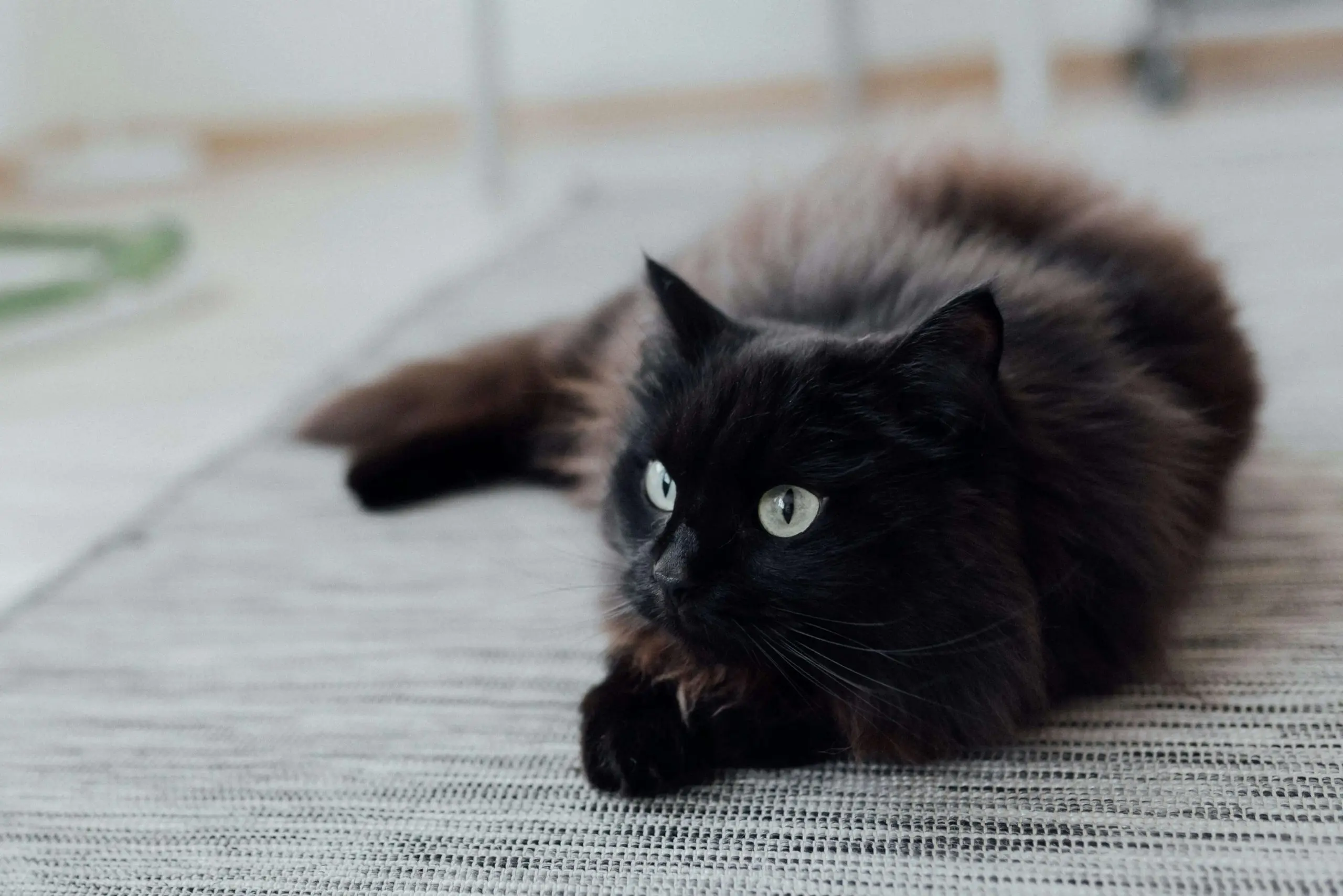 cat-con-sd
