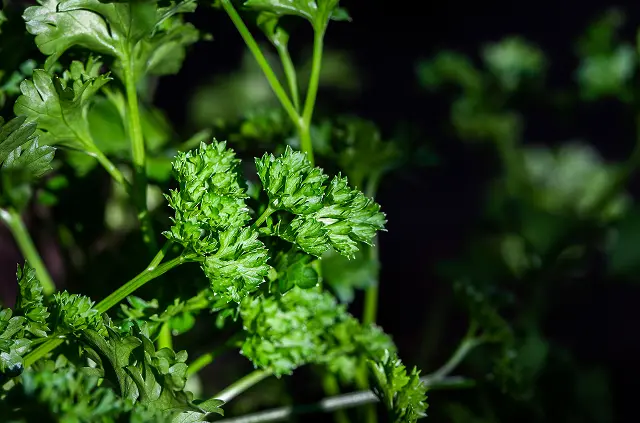 24 iStock-1144606314 1