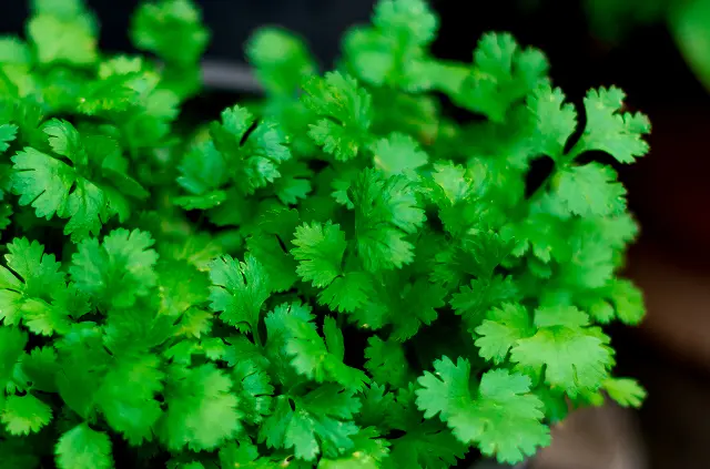 28 iStock-898177230 corriander 1