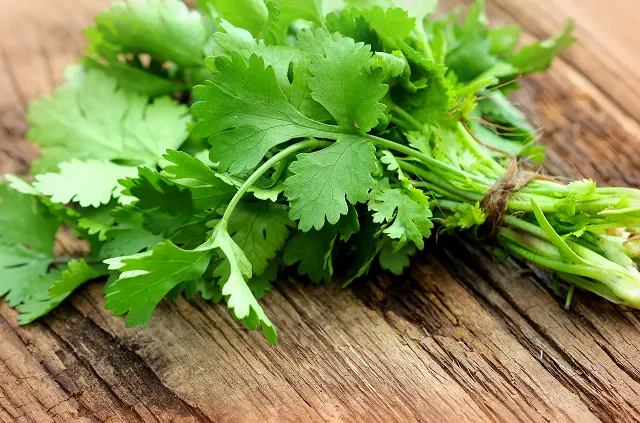 40 iStock-478214874 coriander 1