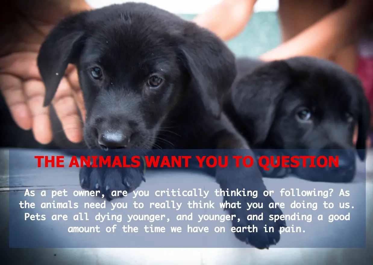 pet-welths