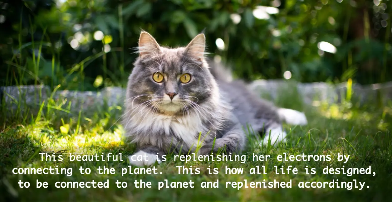 cat-1
