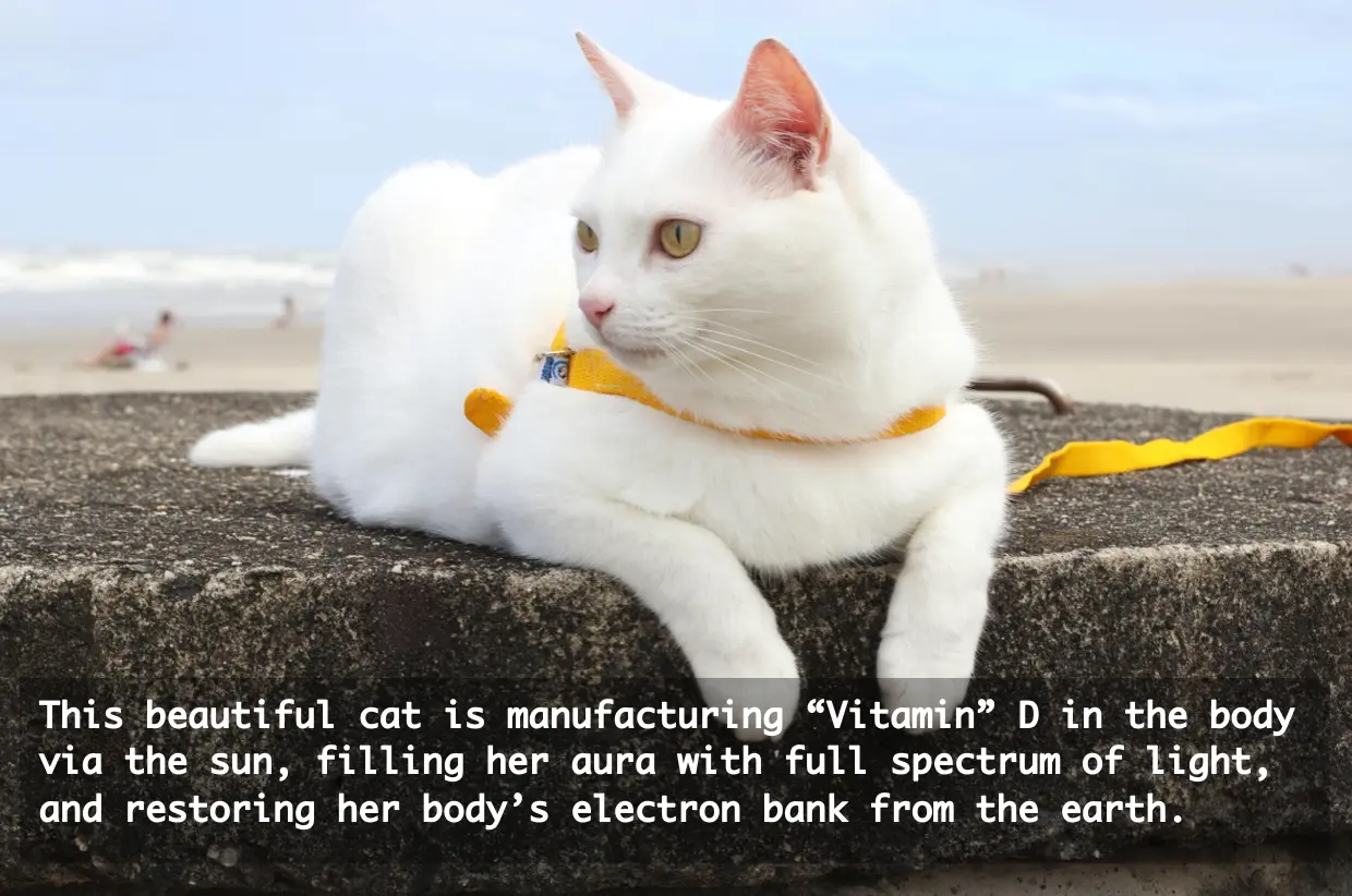 cat-2