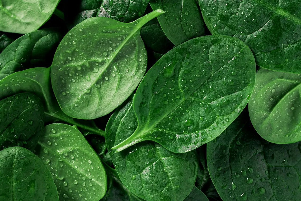 veg-b2
