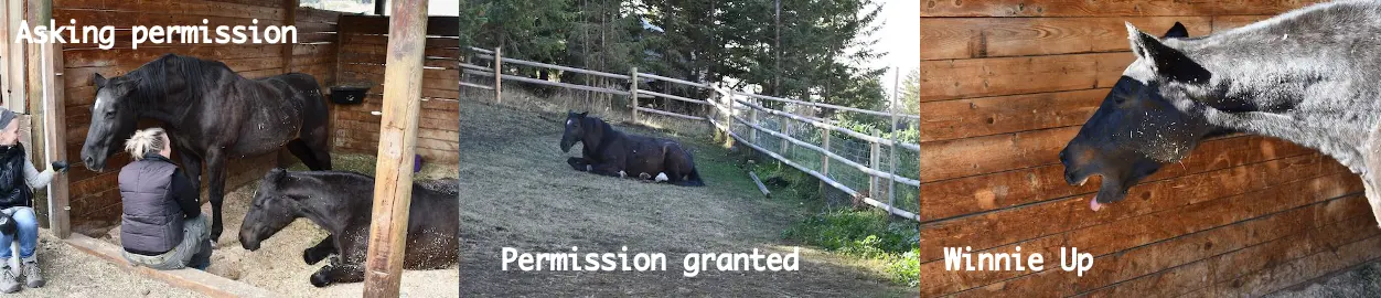 thre-horse