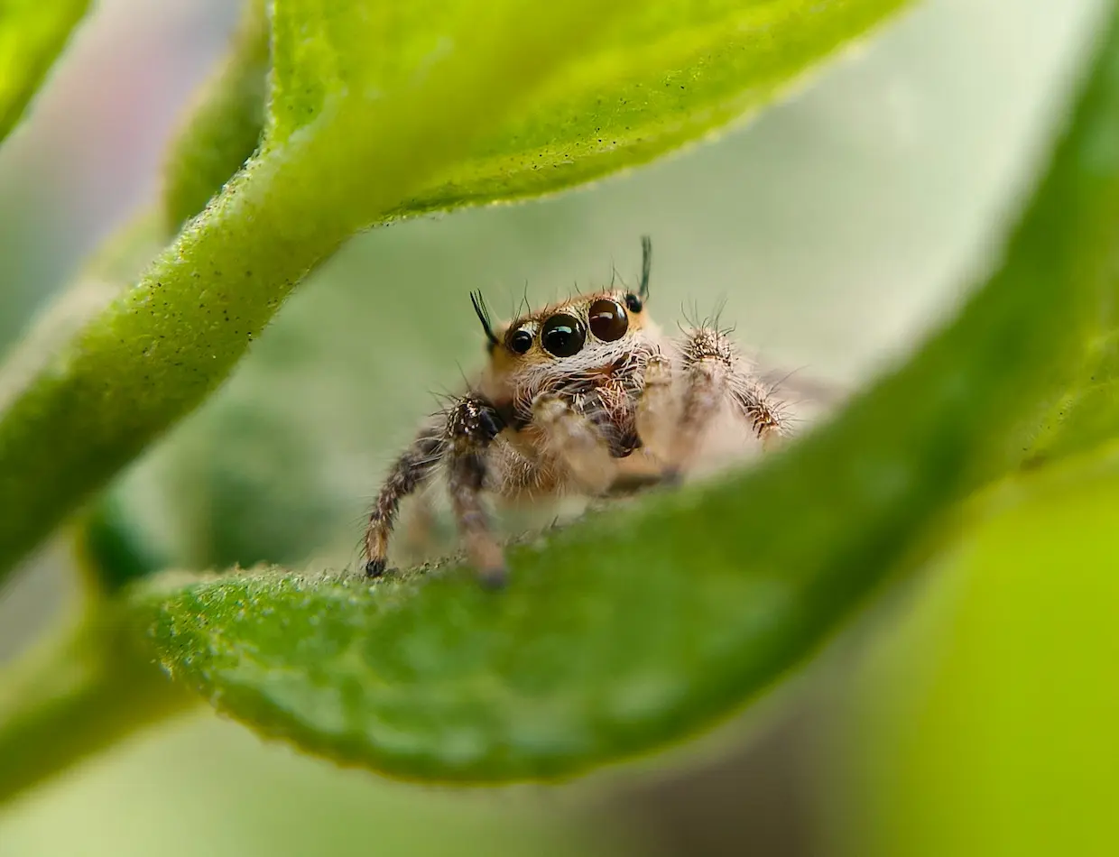 spider1